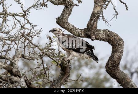 Aquila marziale (Polemaetus bellicosus) arroccata su un albero, Parco Nazionale Kruger, Sudafrica Foto Stock