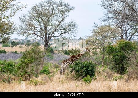 Giraffa meridionale (giraffa giraffa) che mangia foglie su un albero, savana africana, Kruger National Park, Sudafrica Foto Stock