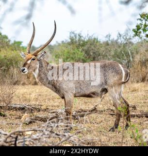 Ellipsen Waterbuck (Kobus ellipsiprymnus), adulto maschio, Kruger National Park, Sudafrica Foto Stock