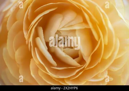 Petali, buttercup persiano giallo (Ranunculus asiaticus), fioritura, Germania Foto Stock