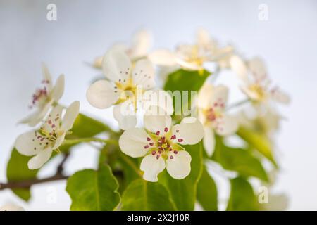 Fiore di pere (Pyrus), famiglia di pome (Pyrinae), frutteto prato, primavera, Langgassen, Pfullendorf, Linzgau, Baden-Wuerttemberg, Germania Foto Stock