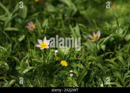 Un Felsen Tulip aperto in primavera. Delicati petali lilla e succoso centro di fiori gialli con spiccate stampe. Sfondo sfocato di verde rigoglioso Foto Stock