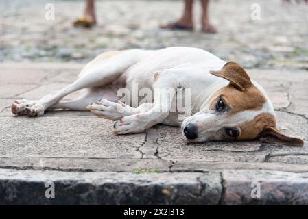 Bel cane bianco e marrone che giace pacificamente sul pavimento. Animale di strada. Foto Stock