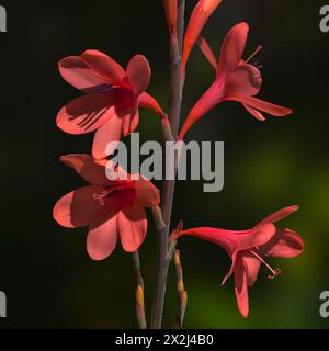 Primo piano di fiori rossi di watsonia Foto Stock