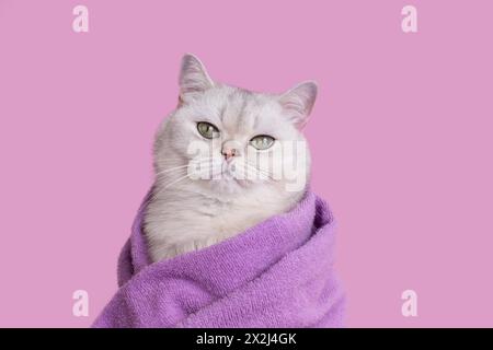 Primo piano di un bellissimo gatto bianco rilassato in un asciugamano viola dopo le procedure di bagno Foto Stock