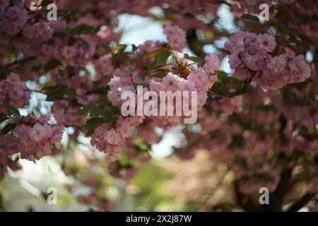 Delicati fiori rosa di un ciliegio ornamentale in piena fioritura. Il fogliame è verde-giallo lussureggiante. Sullo sfondo, c'è un bokeh estremo e vorticoso Foto Stock