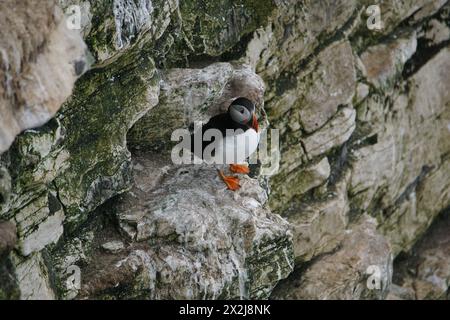 Una puffin atlantica (Fratercula arctica) sulle scogliere di Bempton, East Riding of Yorkshire, Regno Unito Foto Stock