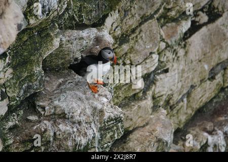 Una puffin atlantica (Fratercula arctica) sulle scogliere di Bempton, East Riding of Yorkshire, Regno Unito Foto Stock