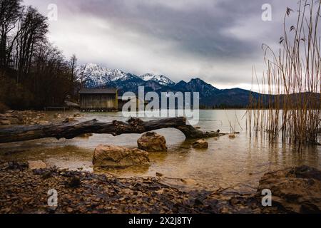 Kochelsee, lungolago, Baviera, montagne, alpi, lago di montagna, tronco di alberi Foto Stock