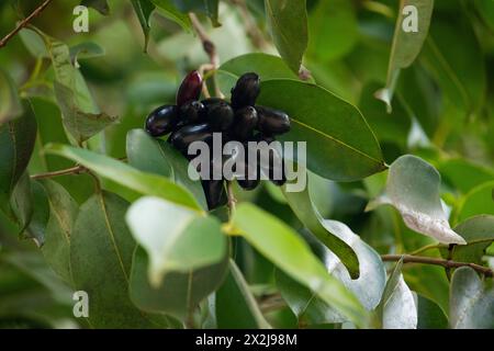 Frutto di Syzygium cumini, prugna Malabar comunemente nota, prugna di Giava, prugna nera, jamblang, juwet, jambul jambolan, è una fioreria tropicale sempreverde Foto Stock