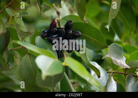 Frutto di Syzygium cumini, prugna Malabar comunemente nota, prugna di Giava, prugna nera, jamblang, juwet, jambul jambolan, è una fioreria tropicale sempreverde Foto Stock