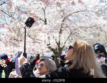 Toronto, Canada. 22 aprile 2024. Una donna filma i ciliegi in fiore all'High Park di Toronto, Canada, il 22 aprile 2024. Crediti: Zou Zheng/Xinhua/Alamy Live News Foto Stock