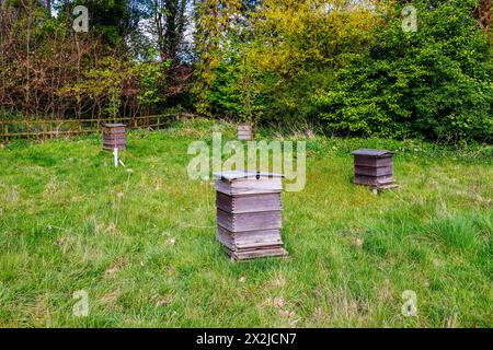 Gli alveari tradizionali in legno nell'apiario di RHS Garden, Wisley, Surrey, Inghilterra sud-orientale in primavera che forniscono case per api impollinanti Foto Stock