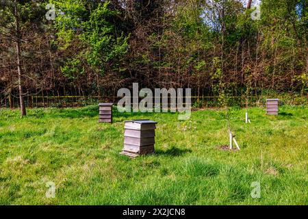 Gli alveari tradizionali in legno nell'apiario di RHS Garden, Wisley, Surrey, Inghilterra sud-orientale in primavera che forniscono case per api impollinanti Foto Stock