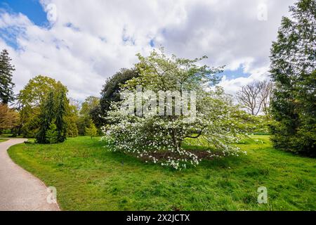 Grandi bratti bianchi (non petali) di Cornus 'Ormonde' in RHS Garden, Wisley, Surrey, Inghilterra sud-orientale in primavera Foto Stock