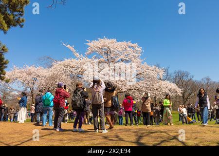 Toronto, Canada, 22 aprile 2024: Migliaia di persone si sono recate in una bella giornata primaverile nel West-end High Park di Toronto per ammirare i ciliegi in fiore. Colin N. Perkel/Alamy Live News Foto Stock