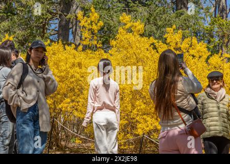 Toronto, Canada, 22 aprile 2024: Migliaia di persone si sono ritrovate in una bella giornata primaverile nell'High Park di Toronto ad ovest per ammirare i ciliegi in fiore, ma il giallo di un cespuglio di forsythia ha catturato l'attenzione di molti. Colin N. Perkel/Alamy Live News Foto Stock