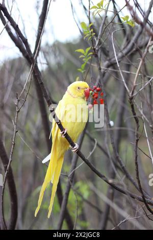 Pappagallo giallo con collo ad anello seduto su un albero con frutti di bosco rossi Foto Stock
