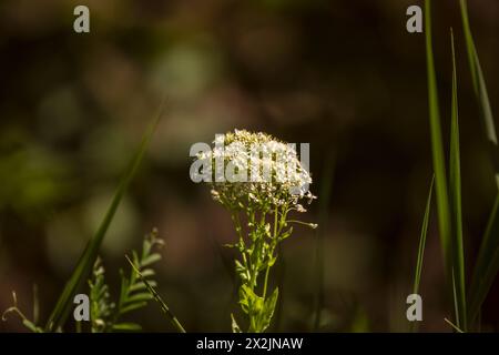 Lepidium draba lascia obovate, con una base cuneata e un margine ondulato dentato; quelle superiori dentate e abbraccianti e quelle inferiori si alternano, petiola Foto Stock