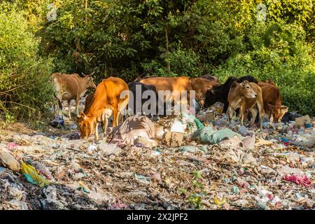 Mucche in un mucchio di spazzatura vicino al villaggio di Muang Ngoi Neua, Laos. Foto Stock