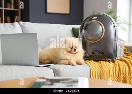 Simpatico cane della Pomerania con porta zaino e laptop sul divano di casa Foto Stock