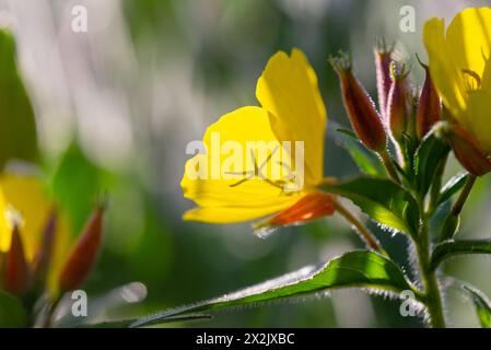 Tramonto giallo (Oenothera pilosella) con retroilluminazione al tramonto. Foto Stock