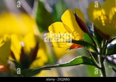 Tramonto giallo (Oenothera pilosella) con retroilluminazione al tramonto. Foto Stock