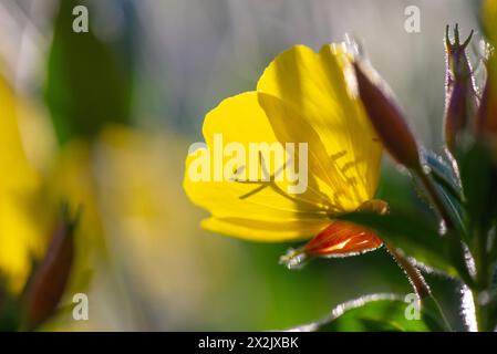 Tramonto giallo (Oenothera pilosella) con retroilluminazione al tramonto. Foto Stock