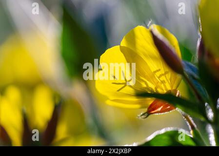 Tramonto giallo (Oenothera pilosella) con retroilluminazione al tramonto. Foto Stock