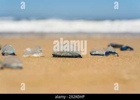 Meduse blu su una spiaggia sabbiosa durante una giornata di sole. Foto Stock