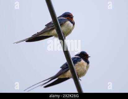 Reitwein, Germania. 22 aprile 2024. Due rondini da fienile (Hirundo rustica), note anche come House martins o fork-martins, possono essere viste su una linea telefonica. Il sole splende occasionalmente tra le nuvole il martedì. Rimane prevalentemente asciutto e si riscalda fino a nove-undici gradi. Un vento leggero soffierà da direzioni diverse. Sarà di nuovo ghiacciato mercoledì sera. Sono possibili piccole quantità di precipitazioni. I bassi saranno intorno al punto di congelamento, tra due e meno un grado, fino a meno quattro gradi vicino al suolo crediti: Patrick Pleul/dpa/ZB/dpa/Alamy Live News Foto Stock