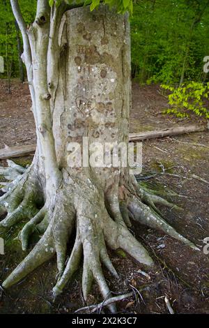 Burke, Virginia, USA - 18 aprile 2024: Un albero maturo con più incisioni nel tronco e radici multiple è uno dei tanti all'interno del Burke Lake Park. Foto Stock