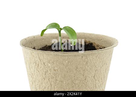 Isolata su uno sfondo bianco, una piccola piantina verde emerge dallo sporco marrone scuro all'interno di un recipiente circolare biodegradabile di colore marrone chiaro Foto Stock