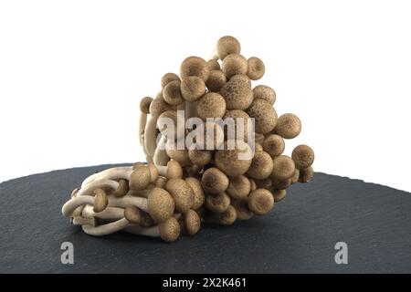 Gruppo di funghi di faggio marrone, noti anche come funghi Shimeji disposti su un piatto di pietra nera su sfondo bianco Foto Stock