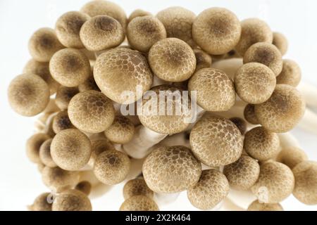 Gruppo di funghi di faggio in varie tonalità di marrone, noti anche come funghi Shimeji, funghi di faggio (Hypsizygus tessellatus) Foto Stock