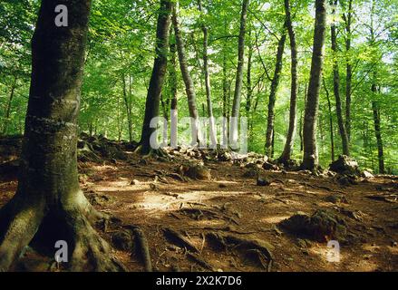 Faggeta. Fageda d'en Jorda, Riserva Naturale la Garrotxa, Provincia di Gerona, Catalogna, Spagna. Foto Stock