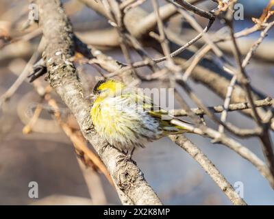 Maschio eurasiatico, nome latino spinus spinus, seduto su ramo d'albero. Simpatico songbird giallo. Uccello nella fauna selvatica. Foto Stock