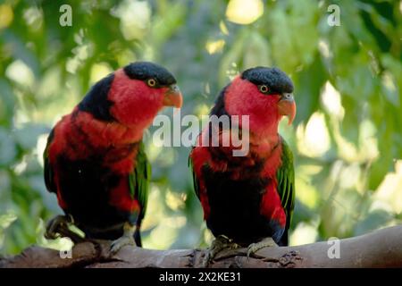 Il lory con cappuccio nero ha ali verdi, testa rossa e parte superiore del corpo, un berretto nero, gambe e pancia blu. Foto Stock