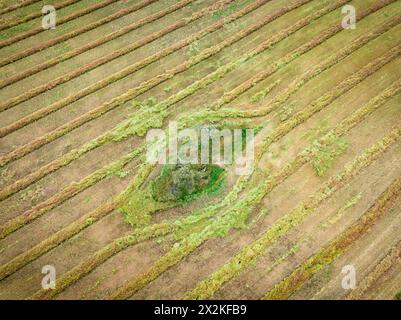 Vista aerea dei modelli di mietitrice intorno agli alberi nei terreni agricoli di Joyces Creek nel Victoria centrale, Australia Foto Stock