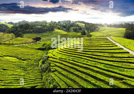 Vista aerea sulla piantagione di tè "Cha Gorreana" sull'isola di São Miguel, Azzorre, Portogallo Foto Stock