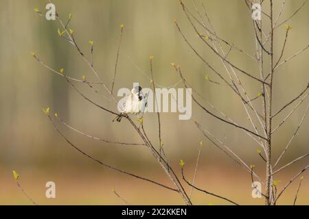 Un comune bunting di canne seduto su un ramoscello, la mattina di sole in primavera Foto Stock