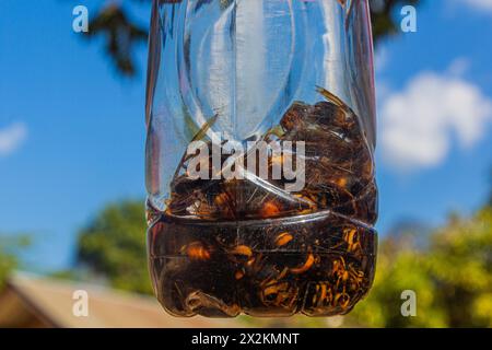 Bottiglia di lao lao (whisky di riso) con api, Laos Foto Stock