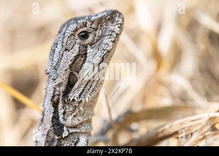 Drago barbuto orientale (Pogona barbata), noto anche come comune drago barbuto o semplicemente lucertola barbusa, ritratto di un giovane Foto Stock