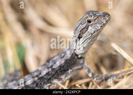 Drago barbuto orientale (Pogona barbata), noto anche come comune drago barbuto o semplicemente lucertola barbusa, ritratto di un giovane Foto Stock
