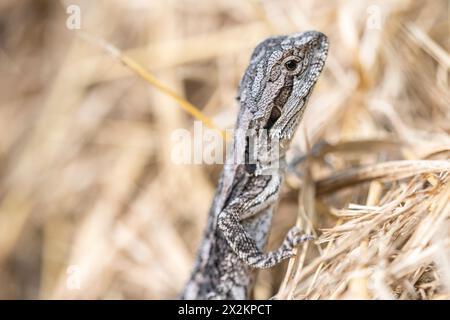 Drago barbuto orientale (Pogona barbata), noto anche come comune drago barbuto o semplicemente lucertola barbusa, ritratto di un giovane Foto Stock