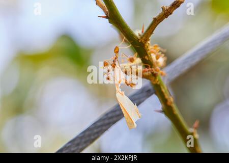 Primo piano di formiche tessitrici che trasportano cibo sul ramo dell'albero Foto Stock