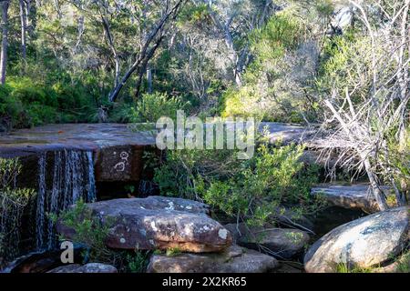 Cascata che scorre accanto all'America Bay Track Trail Walk nel parco nazionale Ku-ring-GAI Chase, Sydney, NSW, Australia, 2024 Foto Stock