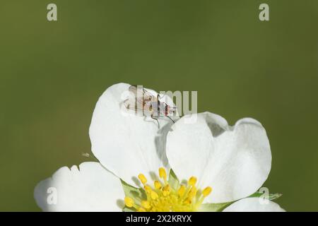 Piccola mosca Pegomya, famiglia Root-Maggot mosche (Anthomyiidaes) su fiore di fragola Fragaria. Tribù Pegomyini. Sottofamiglia Pegomyinae. Primavera, aprile, Foto Stock