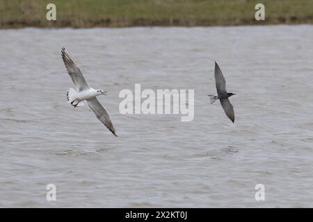 Black-head Gull (Chroicocephalus ridibundus) Chasing Black Tern (Chlidonias niger) Summer Plumage Frampton Marsh RSPB Lincolnshire aprile 2024 Foto Stock