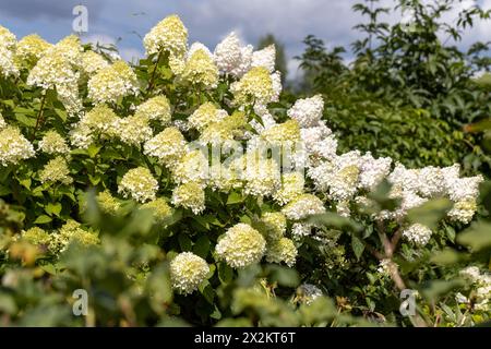 Hydrangea paniculata sort Limelight: hydrangea paniculata blooms on the Bush in the garden in summer Stock Photo